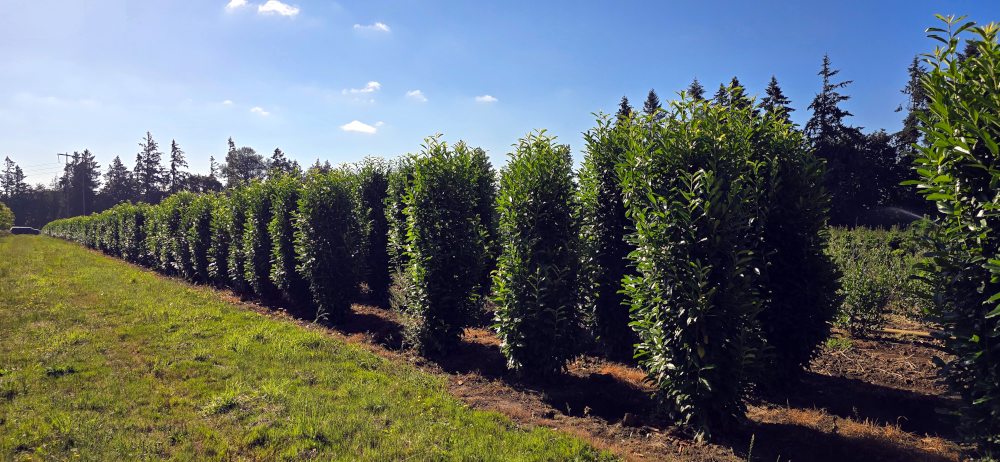 Prunus laurocerasus 'Skinny Skip'